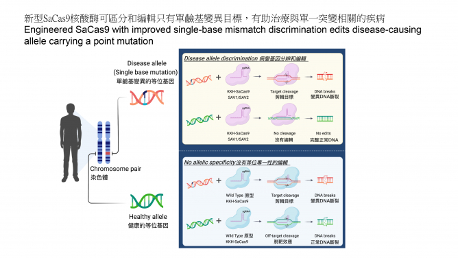 港大醫學院成功研發 具有可分辨單鹼基突變的CRISPR-Cas9基因編輯酶 可用於精準基因治療